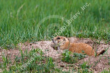 Black-Tailed Prairie Dog in the tall grass prairie of South Dakota, USA.