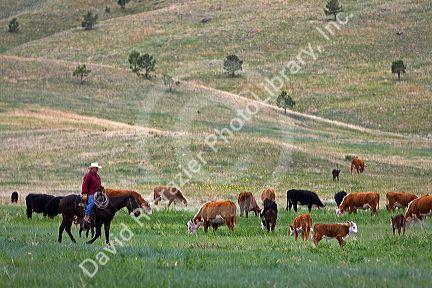 American cowboy rides horseback herding cattle north of Hot Springs, South Dakota, USA.