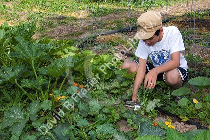 Young boy pulling weeds in a residential vegetable garden in Boise, Idaho, USA.