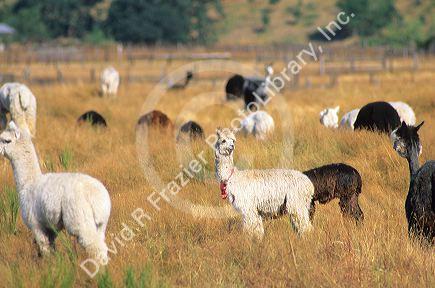 Domestic llama farm in Washington state.