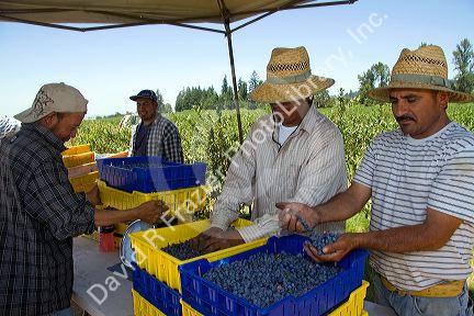 Workers harvesting blueberries on a farm near McMinnville, Oregon, USA.