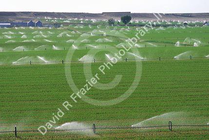Wheeled sprinkler irrigation in Grandview, Idaho.