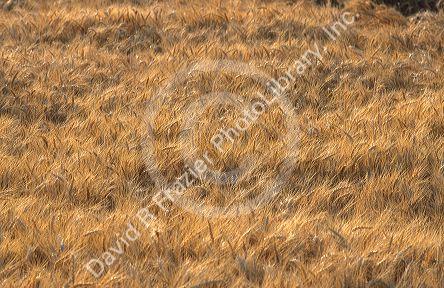 Wheat field in Idaho.