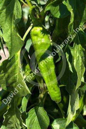Anaheim peppers grow on the plant in a community church garden located in Garden City, Idaho, USA.