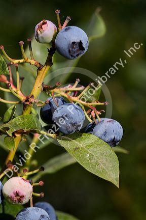 Blueberries grow on the plant near McMinnville, Oregon, USA.