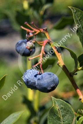 Blueberries grow on the plant near McMinnville, Oregon, USA.