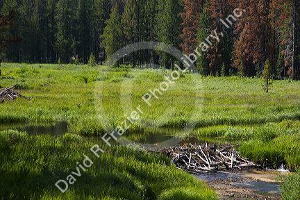 Beaver Dam built in a stream in the Boise National Forest, Idaho, USA.