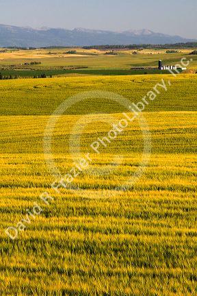 Teton Range in the distance behind fields of barley in Fremont County, Idaho, USA.