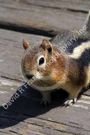 Golden-mantled Ground Squirrel in Idaho, USA.