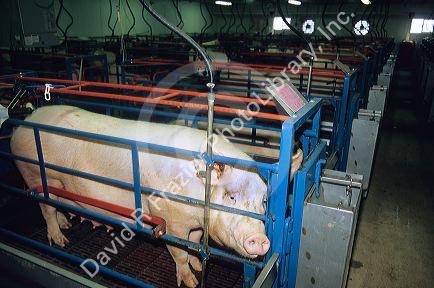 A sow pig in a farrowing pen at a hog farm.