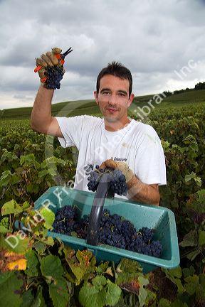 Workers hand harvest grapes from a vineyard near Epernay in the Champagne province of northeast France.
