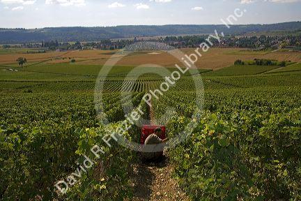 Picker harvesting grapes from a vineyard in the Champagne province of northeast France.