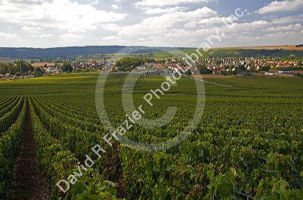 Grapevine plantation and the commune of Charly-sur-Marne in the Champagne province of northeast France.