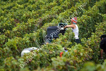 Workers hand harvest grapes from a vineyard near Epernay in the Champagne province of northeast France.