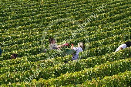 Workers hand harvest grapes from a vineyard near the city of Chalons-en-Champagne in northeast France.
