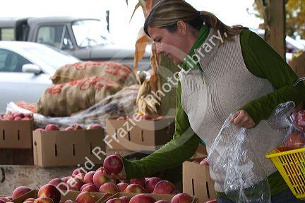 Woman shopping for apples at a farmers market in Fruitland, Idaho. MR