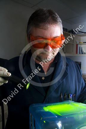 Fingerprint analyst using a colored light source to illuminate fingerprints on forensic evidence in a crime laboratory.