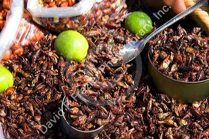 Street vendor selling fried grasshoppers in Cholula, Puebla, Mexico.