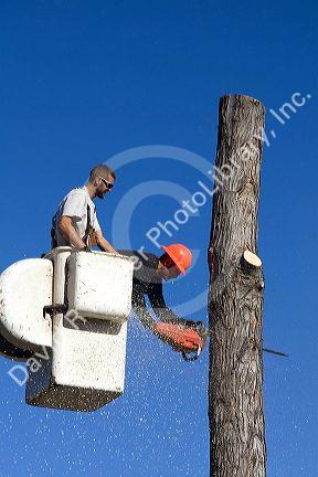 Arborist remove a silver maple tree in Boise, Idaho.