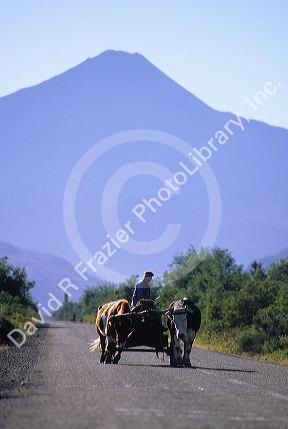 Oxen haul a cart carrying a large log near Antuco, Chile.