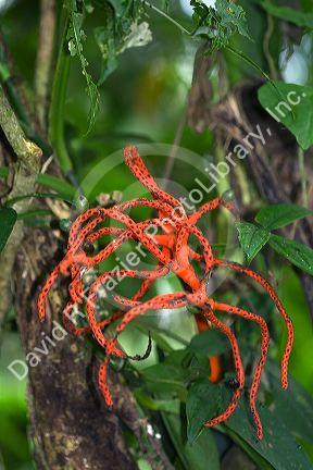 Epiphyte species growing on a tree in the Arenal Volcano National Park near La Fortuna, San Carlos, Costa Rica.
