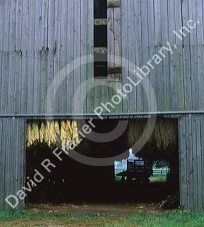 Tobacco drying in a barn near Frankfort, Kentucky.