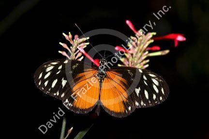 Tiger Longwing butterfly in the Veragua Rainforest near Limon, Costa Rica.