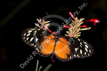 Tiger Longwing butterfly in the Veragua Rainforest near Limon, Costa Rica.
