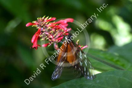 Tiger Longwing butterfly in the Veragua Rainforest near Limon, Costa Rica.