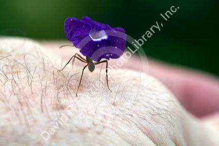 Army ant carriying a flower blossom in the Veragua Rainforest near Limon, Costa Rica.