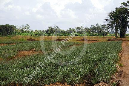 Pineapple field near Siquirees, Limon province, Costa Rica.