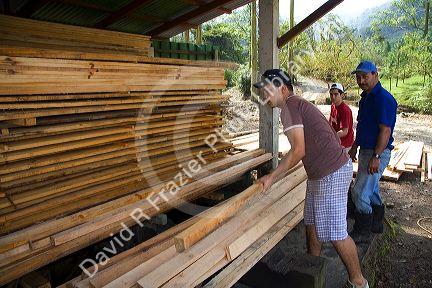 Workers at a sawmill cutting lumber in the Arenal Volcano National Park near La Fortuna, San Carlos, Costa Rica.