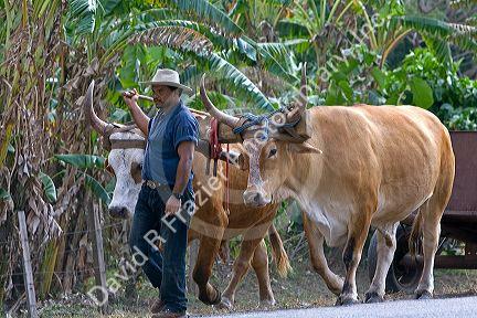 Costa Rican farmer guides a team of oxen near Belen, Costa Rica.