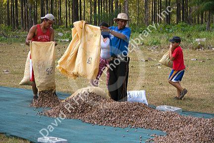 Costa Rican workers dry teak seed pods on a  plantation near Tamarindo, Costa Rica.