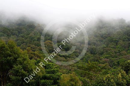 Mist hanging over the Monteverde Cloud Forest Preserve at Monteverde, Costa Rica.