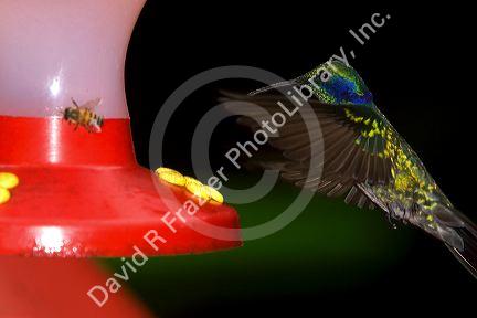 Green Violetear hummingbird at the Selvatura Adventure Park located in the Cloud Forest of Monteverde, Costa Rica.