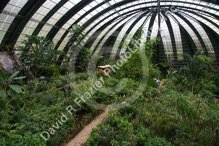 Butterfly gardens in the Selvatura Adventure Park located in the Cloud Forest of Monteverde, Costa Rica.