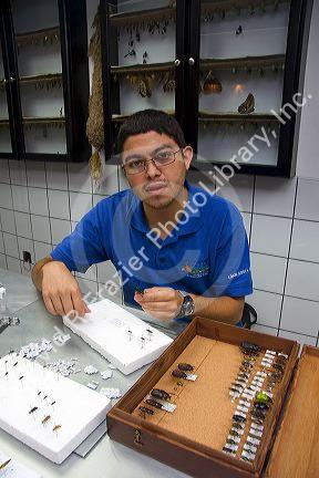 Entomologist classifying insects at the Veragua Rainforest Research and Adventure Park near Limon, Costa Rica.