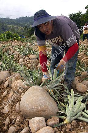 Worker harvesting pineapple near Siquirees, Limon province, Costa Rica.