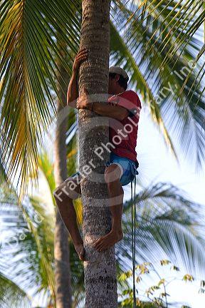 Man climbing a coconut palm in the Manuel Antonio National Park in Puntarenas province, Costa Rica.