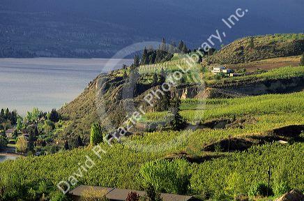 Apple and fruit orchards in Okanagan Valley, British Columbia.