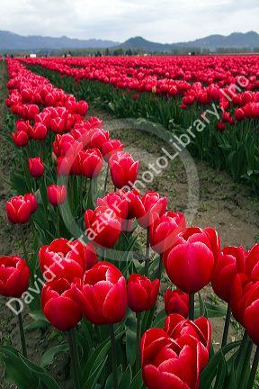 Show garden of spring-flowering tulip bulbs in Skagit Valley, Washington, USA.