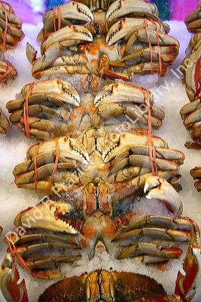 Crab being sold at the Pike Place Market in Seattle, Washington, USA.