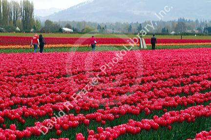 Show garden of spring-flowering tulip bulbs in Skagit Valley, Washington, USA.
