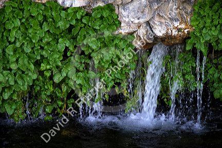 Watercress growing on rock with natural spring water flowing at the Thousand Springs area of the Snake River in the Hagerman Valley, Idaho, USA.