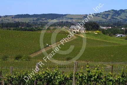 Winery and vineyard in Sonoma Valley, California, USA.