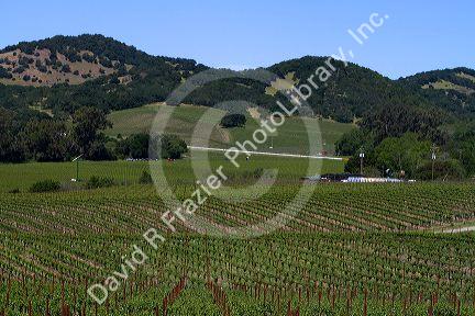 Vineyard in Sonoma Valley, California, USA.