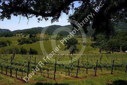 Vineyard in Sonoma Valley, California, USA.