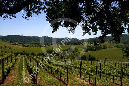 Vineyard in Sonoma Valley, California, USA.