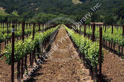 Vineyard in Sonoma Valley, California, USA.